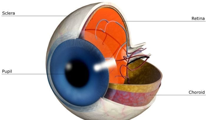 anatomia del ojo externo